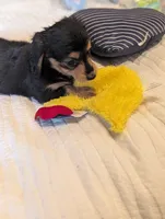 Snuggles , a male Miniature Dachshund for sale in Rural Retreat, VA – 5 of 8