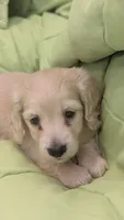 Creamy, a male Miniature Dachshund for sale in Rural Retreat, VA – 3 of 9