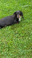 Daphne the Dachshund, a female Miniature Dachshund for sale in Rural Retreat, VA – 4 of 5