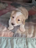 Crispy Kringle, a male Miniature Dachshund for sale in Rural Retreat, VA – Photo 8 of 9