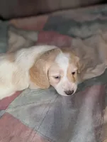 Crispy Kringle, a male Miniature Dachshund for sale in Rural Retreat, VA – Photo 6 of 9