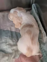 Crispy Kringle, a male Miniature Dachshund for sale in Rural Retreat, VA – Photo 4 of 9