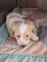 Crispy Kringle, a male Miniature Dachshund for sale in Rural Retreat, VA – Photo 7 of 9