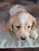 Crispy Kringle, a male Miniature Dachshund for sale in Rural Retreat, VA – Photo 2 of 9