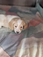Crispy Kringle, a male Miniature Dachshund for sale in Rural Retreat, VA – Photo 9 of 9