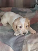 Crispy Kringle, a male Miniature Dachshund for sale in Rural Retreat, VA – Photo 3 of 9