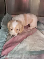 Crispy Kringle, a male Miniature Dachshund for sale in Rural Retreat, VA – Photo 5 of 9