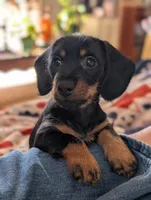 Harry/ Magnum Force, a male Miniature Dachshund for sale in Rural Retreat, VA – Photo 3 of 9