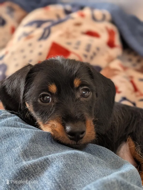 Harry/ Magnum Force – Miniature Dachshund puppy for sale in Rural Retreat, VA