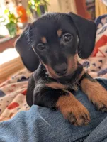 Harry/ Magnum Force, a male Miniature Dachshund for sale in Rural Retreat, VA – Photo 7 of 9