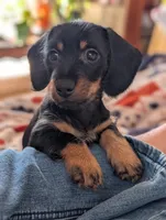 Harry/ Magnum Force, a male Miniature Dachshund for sale in Rural Retreat, VA – Photo 6 of 9