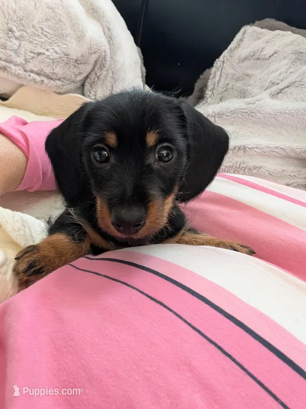 Harry/ Magnum Force – Miniature Dachshund puppy for sale in Rural Retreat, VA