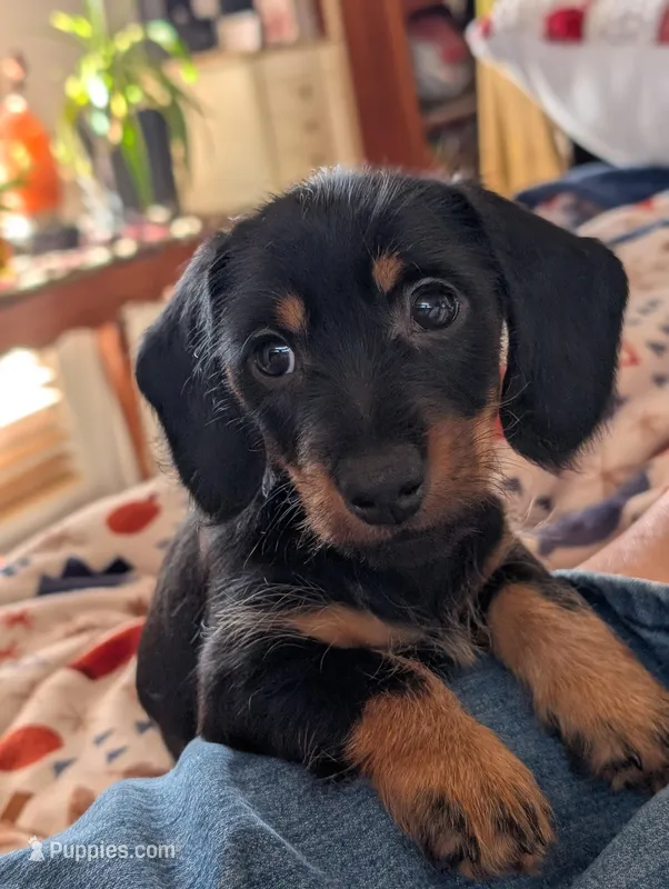 Magnum – Miniature Dachshund puppy for sale in Rural Retreat, VA
