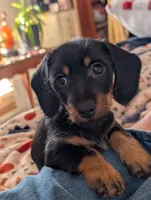 Harry/ Magnum Force, a male Miniature Dachshund for sale in Rural Retreat, VA – Photo 5 of 9