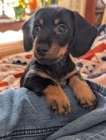 Harry/ Magnum Force, a male Miniature Dachshund for sale in Rural Retreat, VA – Photo 9 of 9