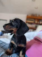 Harry/ Magnum Force, a male Miniature Dachshund for sale in Rural Retreat, VA – Photo 8 of 9