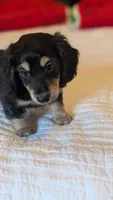 Pinocchio, a male Miniature Dachshund for sale in Rural Retreat, VA – 3 of 7