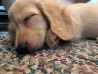Cannoli, a female Miniature Dachshund for sale in Rural Retreat, VA – 8 of 8