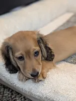Gelato, a male Miniature Dachshund for sale in Rural Retreat, VA – 2 of 9
