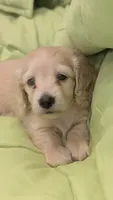 Creamy, a male Miniature Dachshund for sale in Rural Retreat, VA – 2 of 9