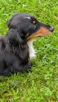 Daphne the Dachshund, a female Miniature Dachshund for sale in Rural Retreat, VA – 5 of 5