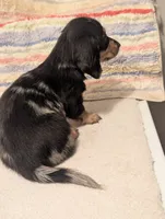 Felix, a male Miniature Dachshund for sale in Rural Retreat, VA – 6 of 6