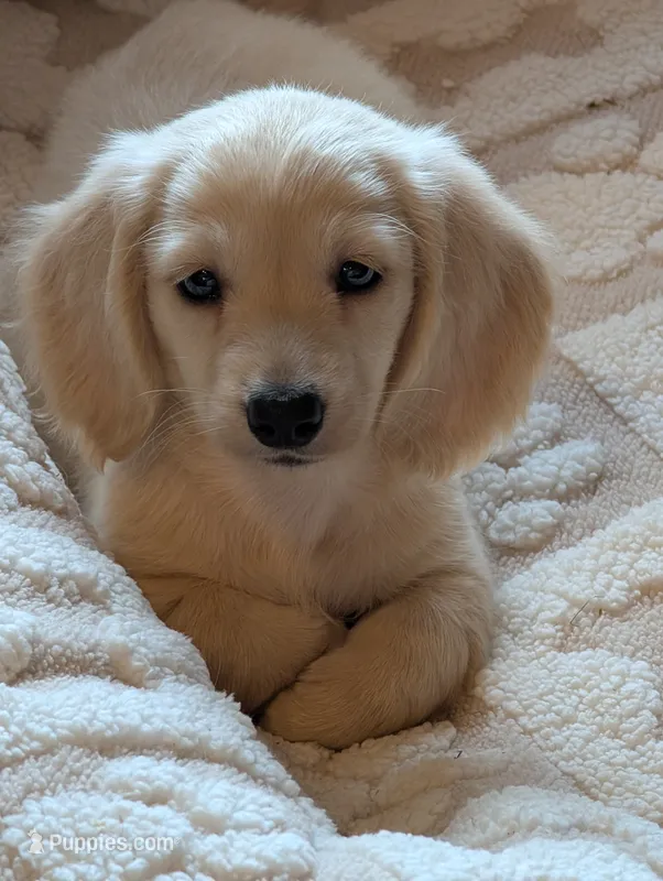 Boston cream – Miniature Dachshund puppy for sale in Rural Retreat, VA