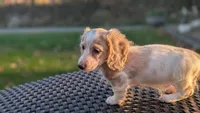 Pumpkin spice latte , a male Miniature Dachshund for sale in Rural Retreat, VA – 9 of 9
