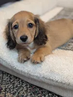 Gelato, a male Miniature Dachshund for sale in Rural Retreat, VA – 5 of 9