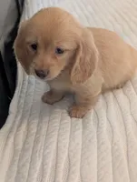 Dreamsicle, a male Miniature Dachshund for sale in Rural Retreat, VA – 3 of 4