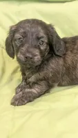 Ferraro, a male Miniature Dachshund for sale in Rural Retreat, VA – 7 of 7