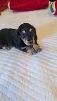 Pinocchio, a male Miniature Dachshund for sale in Rural Retreat, VA – 2 of 7