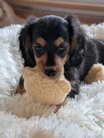 Gucci bloom, a female Miniature Dachshund for sale in Rural Retreat, VA – 2 of 5