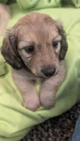 Jiff, a male Miniature Dachshund for sale in Rural Retreat, VA – 1 of 10