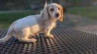 Pumpkin spice latte , a male Miniature Dachshund for sale in Rural Retreat, VA – 8 of 9
