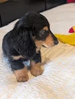 Snuggles , a male Miniature Dachshund for sale in Rural Retreat, VA – 8 of 8