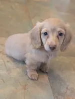 Chocolate base cream, a female Miniature Dachshund for sale in Rural Retreat, VA – 3 of 7