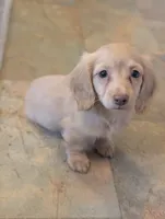 Chocolate base cream, a female Miniature Dachshund for sale in Rural Retreat, VA – 4 of 7