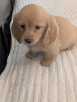 Dreamsicle, a male Miniature Dachshund for sale in Rural Retreat, VA – 1 of 4