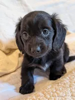 Onyx, a male Miniature Dachshund for sale in Rural Retreat, VA – Photo 1 of 7