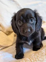 Onyx, a male Miniature Dachshund for sale in Rural Retreat, VA – Photo 6 of 7
