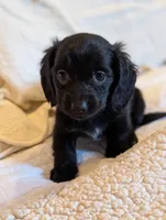 Onyx, a male Miniature Dachshund for sale in Rural Retreat, VA – Photo 2 of 7