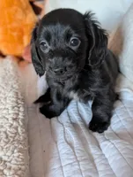 Onyx, a male Miniature Dachshund for sale in Rural Retreat, VA – Photo 5 of 7