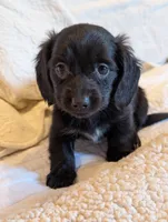 Onyx, a male Miniature Dachshund for sale in Rural Retreat, VA – Photo 3 of 7