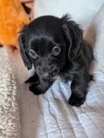 Onyx, a male Miniature Dachshund for sale in Rural Retreat, VA – Photo 4 of 7