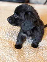Onyx, a male Miniature Dachshund for sale in Rural Retreat, VA – Photo 7 of 7