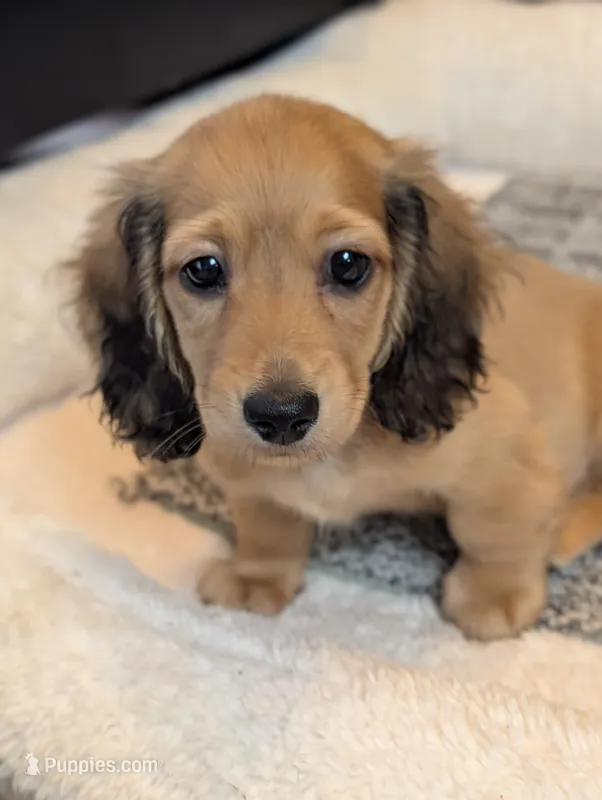 Gelato – Miniature Dachshund puppy for sale in Rural Retreat, VA