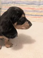 Felix, a male Miniature Dachshund for sale in Rural Retreat, VA – 5 of 6