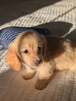 Dreamsicle, a male Miniature Dachshund for sale in Rural Retreat, VA – 2 of 4