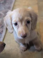 Chocolate base cream, a female Miniature Dachshund for sale in Rural Retreat, VA – 5 of 7